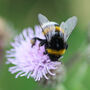 Happy Christmas Wildflower Seeds For Bees Stocking Fillers, thumbnail 3 of 10