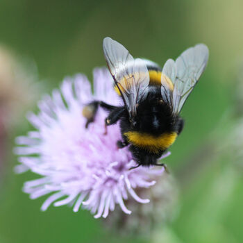 Happy Christmas Wildflower Seeds For Bees Stocking Fillers, 3 of 10