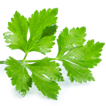 Herb Plants Coriander One X Plant In A 9cm Pot, 5 of 5