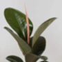 'Ficus Elastica' Rubber Plant 13cm Pot Houseplant, thumbnail 1 of 5