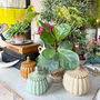 Pumpkin Jar Set, thumbnail 5 of 8