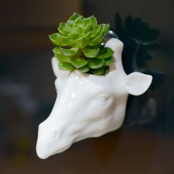 Giraffe Wall Hanging Planter With Choice Of Plant, 3 of 3