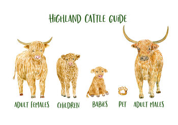 Personalised Highland Cattle Print, 2 of 5