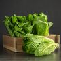 Salad Plants Lettuce 'Cos' 12 X Full Plant Pack, thumbnail 1 of 5