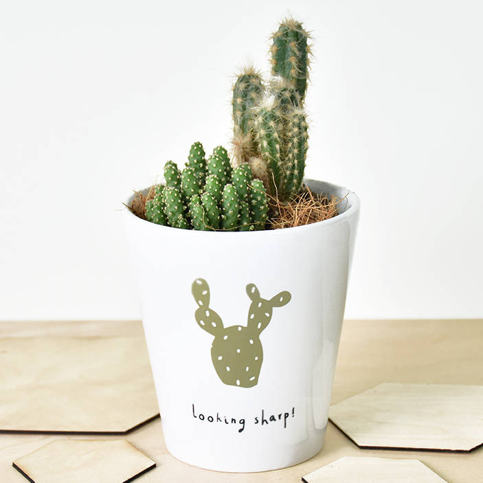  looking sharp cactus  plant pot  by ellie ellie 