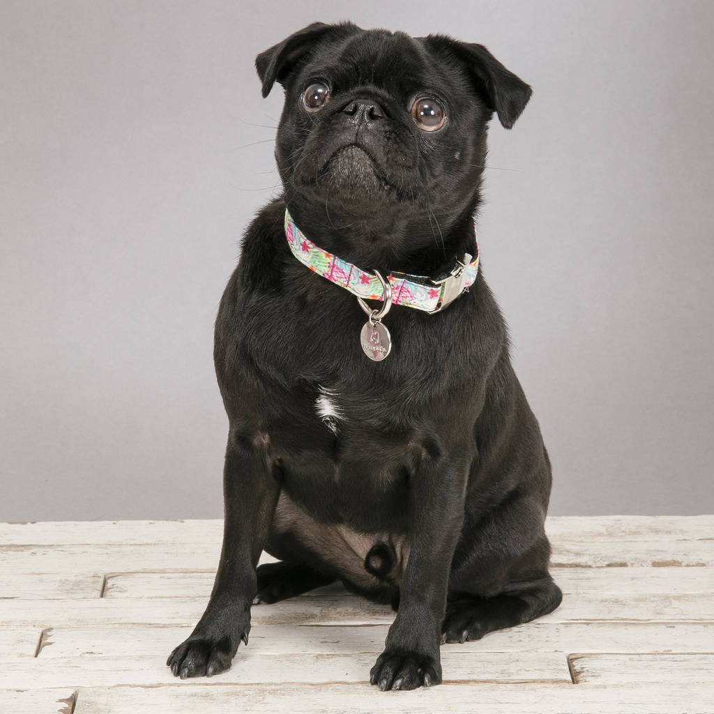 The Clifton Multicoloured Floral Dog Collar By Percy and Co