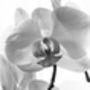 White Orchid I, Black And White, Art Print, thumbnail 3 of 7