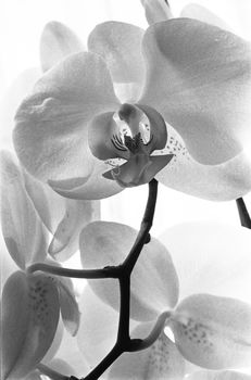 White Orchid I, Black And White, Art Print, 3 of 7