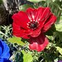 Anemone Garden Stakes Set Of Five, thumbnail 4 of 9