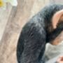 Monkey Reading Newspaper Ornament – Statue Figurine, thumbnail 9 of 9
