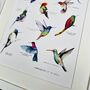 Hummingbirds Of The World Illustrated Print, thumbnail 3 of 8