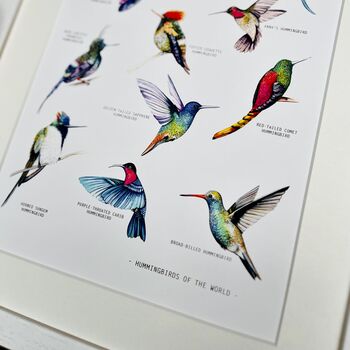 Hummingbirds Of The World Illustrated Print, 3 of 8