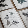 Set Of Four Butterfly Cards – Vintage Illustration Mix, thumbnail 9 of 12