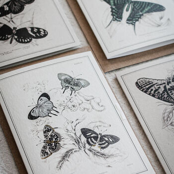 Set Of Four Butterfly Cards – Vintage Illustration Mix, 9 of 12