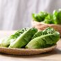 Salad Plants Lettuce 'Cos' 12 X Full Plant Pack, thumbnail 5 of 5