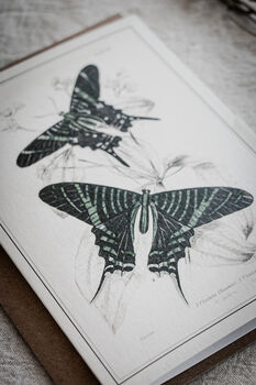Colour Butterfly Greeting Cards – Set Of Four Vintage A6 Designs, 10 of 11
