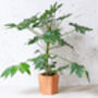 Star Terracotta Plant Pot, thumbnail 4 of 6