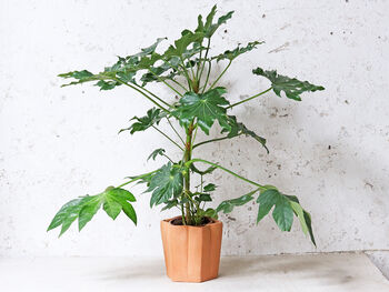 Star Terracotta Plant Pot, 4 of 6