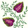 A Fine Vine, thumbnail 7 of 7