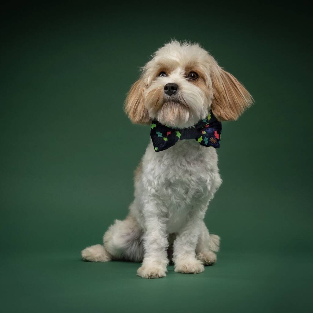 Jolly Holly Christmas Dog Bow Tie, 1 of 5