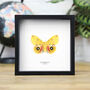 Automeris Io Moth Insect Bug Butterfly Box Frame Entomology Taxidermy Interior Design Modern Home Decor Wall Hanging Gift Ornament, thumbnail 1 of 3