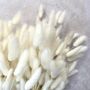 White Fluffy Bunny Tail Dried Flowers, thumbnail 2 of 3
