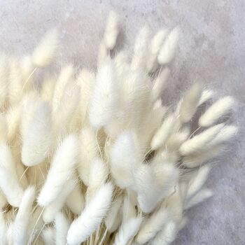White Fluffy Bunny Tail Dried Flowers, 2 of 3
