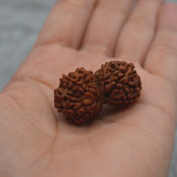 Nepali Gauri Shankar Rudraksha Beads, 5 of 9