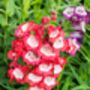 Penstemon Plants, 'Arabesque Red', thumbnail 1 of 7
