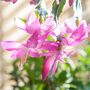 Christmas Cactus Pink Exotic Dancer Two X 13cm Pots, thumbnail 6 of 8