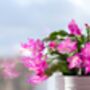 Christmas Cactus Pink 'Exotic Dancer' One X 15cm Pot, thumbnail 1 of 5