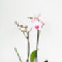 Phalaenopsis Orchid Plant With Ceramic Pot, thumbnail 7 of 12