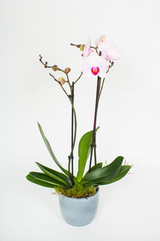 Phalaenopsis Orchid Plant With Ceramic Pot, 7 of 12
