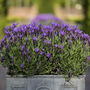 Lavender Plants 'Fathead' Full Plant In A 9cm Pot, thumbnail 2 of 6