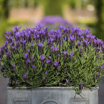 Lavender Plants 'Fathead' Full Plant In A 9cm Pot, 2 of 6