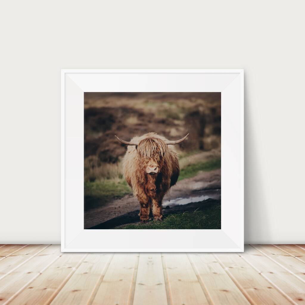 Highland Cow Photograph, 1 of 4