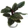 Houseplant Calathea Ornata 'Prayer Plant' In 13cm Pot, thumbnail 4 of 5