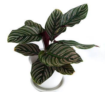 Houseplant Calathea Ornata 'Prayer Plant' In 13cm Pot, 4 of 5