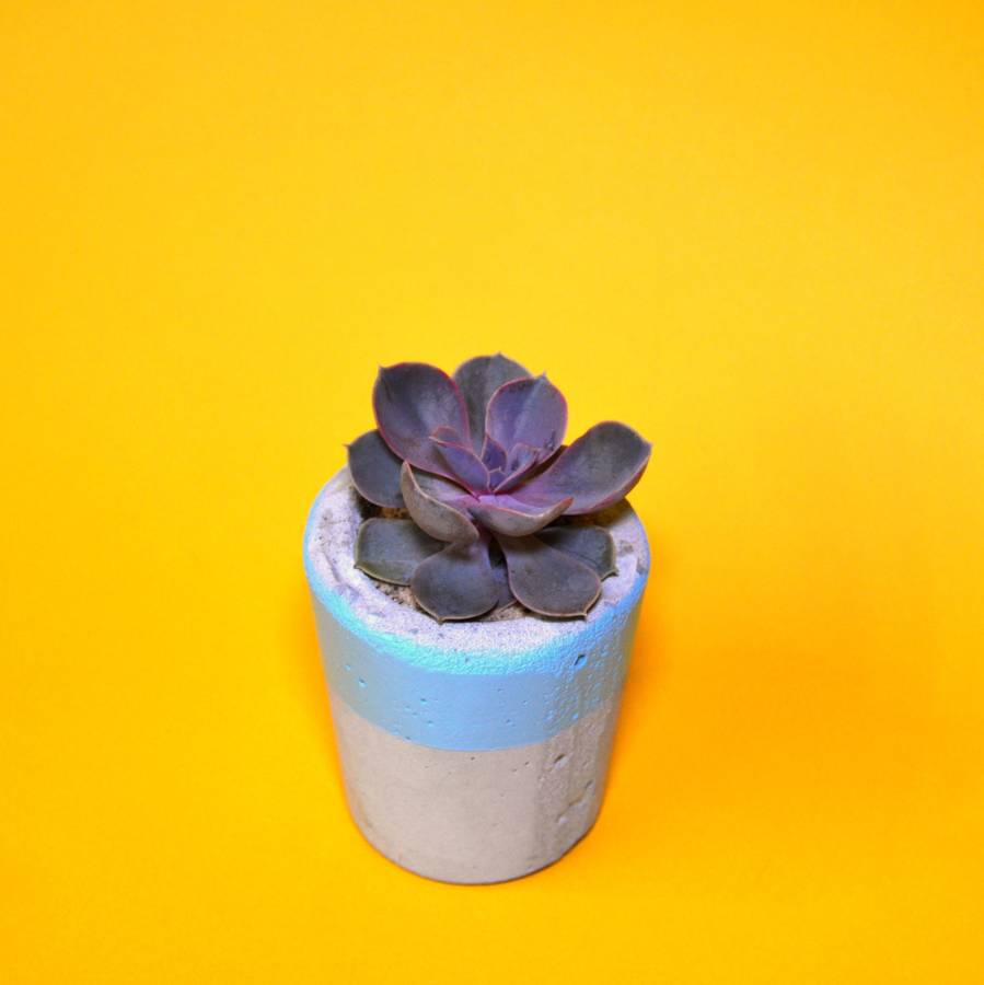 light blue concrete plant pot with cactus or succulent by hi cacti