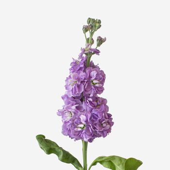 Amethyst Stock Fresh Bouquet, 3 of 4