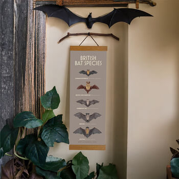 British Bat Species, 3 of 3