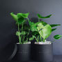 Monstera House Plant In Gift Box, thumbnail 2 of 3