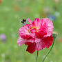 Wildflower And Herb Seeds Selection Gift Pack, thumbnail 11 of 11