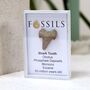 Shark Tooth Fossil Otodus, thumbnail 9 of 12