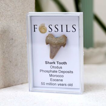 Shark Tooth Fossil Otodus, 9 of 12