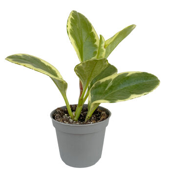 Variegated Rubber Plant Easy Care House Plant, 2 of 3