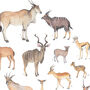 Antelope Animal Print, thumbnail 4 of 4