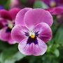 Flowering Plants Viola 'Antique Shades' X 20 Pack, thumbnail 5 of 5