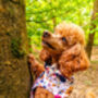 Little Enchanted Meadows Floral Dog Harness, thumbnail 4 of 11