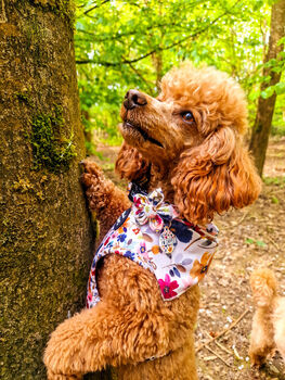 Little Enchanted Meadows Floral Dog Harness, 4 of 11